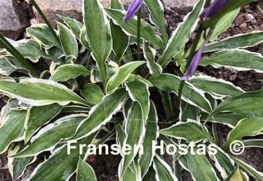 Hosta Wiggle Worms