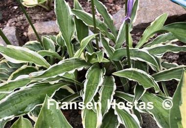 Hosta Wiggle Worms