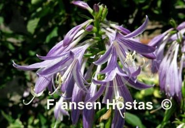 Hosta Wiggle Worms