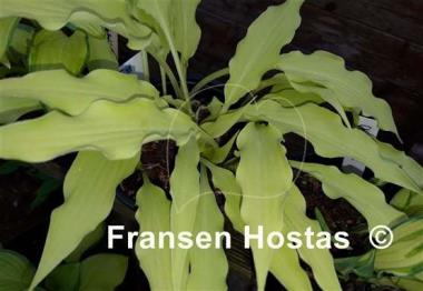 Hosta Wiggles and Squiggles
