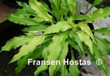 Hosta Wiggles and Squiggles