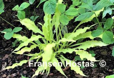 Hosta Wiggles and Squiggles