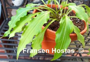 Hosta Wiggles and Squiggles