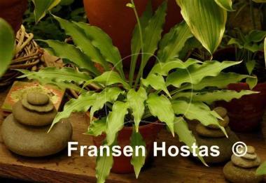 Hosta Wiggles and Squiggles