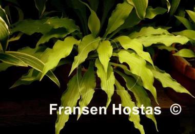 Hosta Wiggles and Squiggles