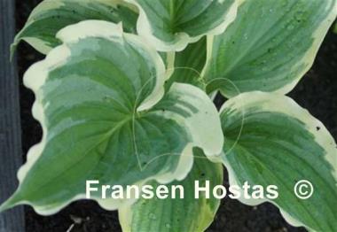 Hosta Wildest Dreams