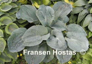 Hosta Will of Fortune