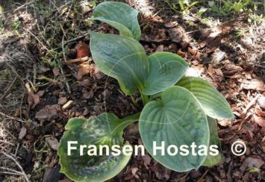 Hosta Will of Fortune