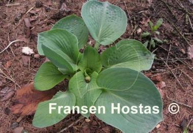 Hosta Will of Fortune