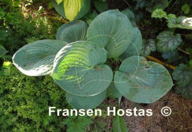 Hosta Will of Fortune