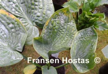 Hosta Will of Fortune