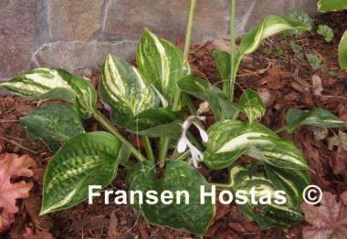 Hosta William Lachman