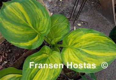 Hosta William Lachman