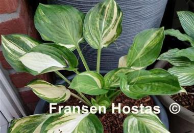 Hosta William Lachman