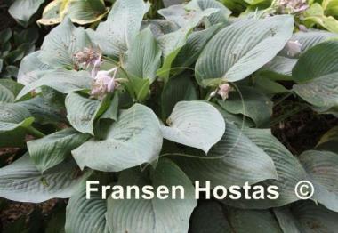 Hosta Willy Vanilly