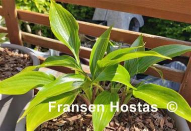 Hosta Wily Willy