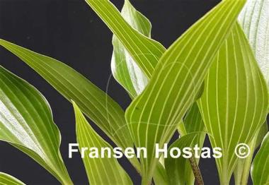 Hosta Wily Willy