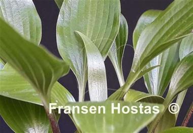 Hosta Wily Willy
