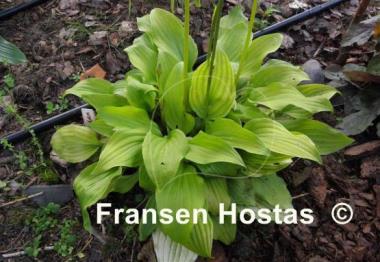 Hosta Wind River Gold