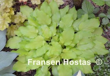 Hosta Wind River Gold