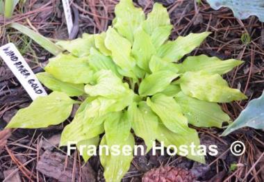 Hosta Wind River Gold