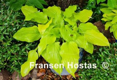 Hosta Wind River Gold