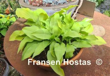 Hosta Wind River Gold