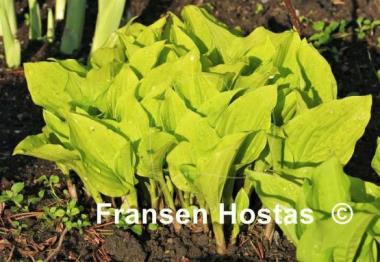 Hosta Wind River Gold