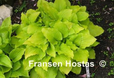 Hosta Wind River Gold