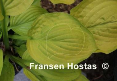 Hosta Winfield Gold
