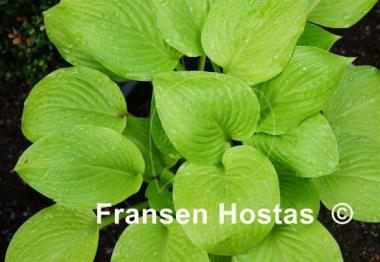 Hosta Winfield Gold