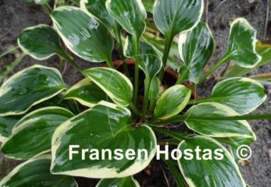 Hosta Winsome