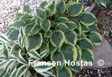 Hosta Winsome