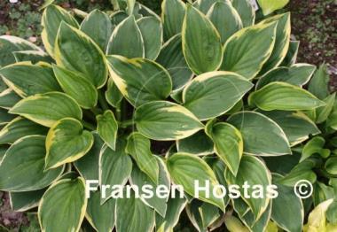 Hosta Winsome
