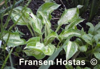 Hosta Winter Lightning