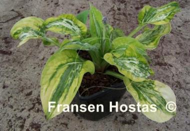 Hosta Winter Lightning