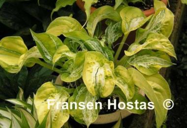 Hosta Winter Lightning