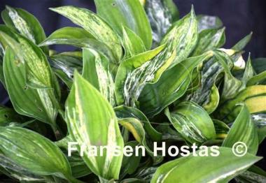 Hosta Winter Lightning