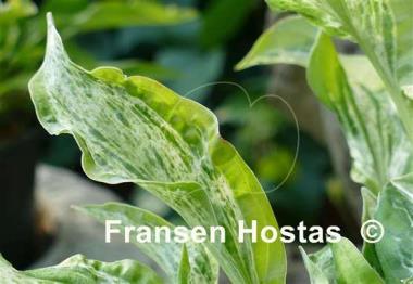 Hosta Winter Lightning