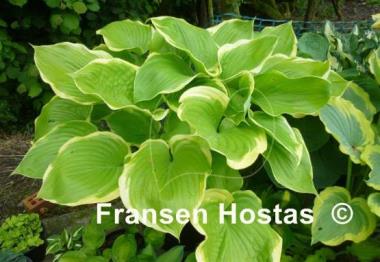 Hosta Winter Snow