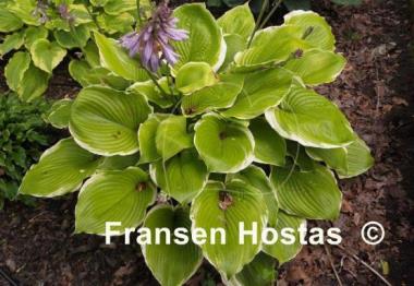 Hosta Winter Snow