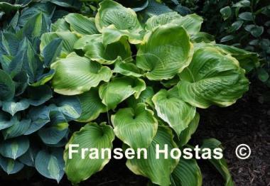 Hosta Winter Snow
