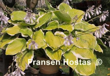 Hosta Winter Snow