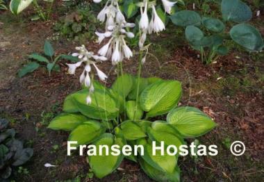 Hosta Winter Vision
