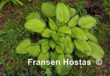 Hosta Winter Vision