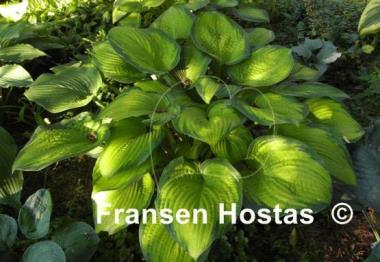 Hosta Winter Vision