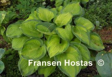 Hosta Winter Vision
