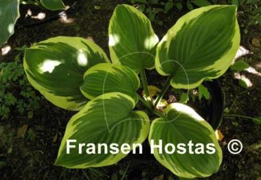 Hosta Wintergreen