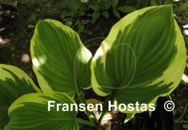 Hosta Wintergreen
