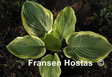 Hosta Wintergreen